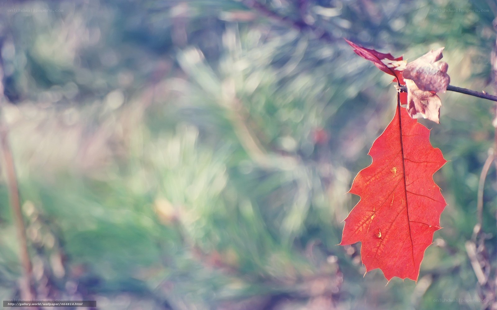 Red leaf on a branch