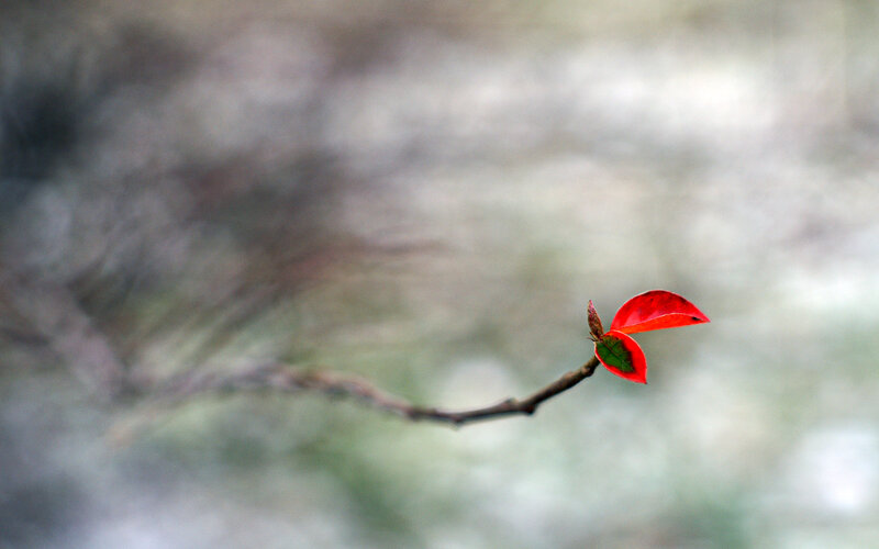 Red leaf on a branch