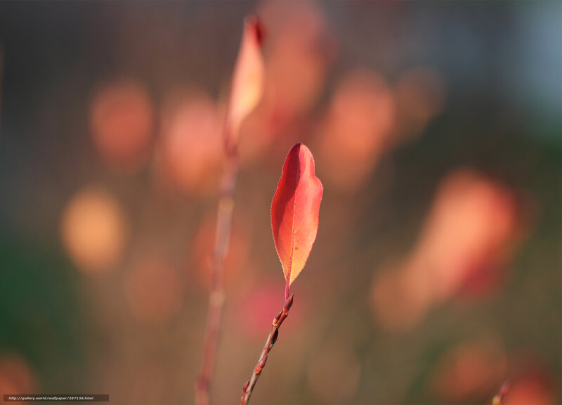 Red Leaf on a Branch — Serene