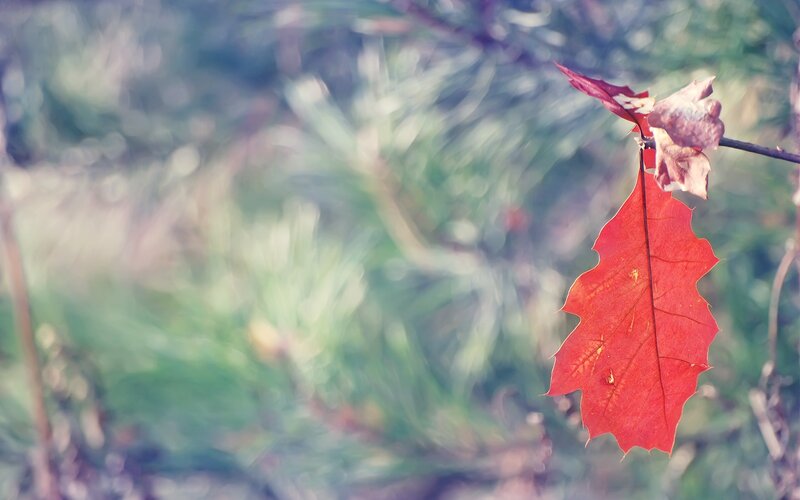 Red leaf on a branch