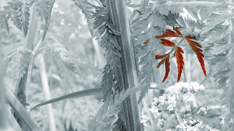 Red leaf on a plant