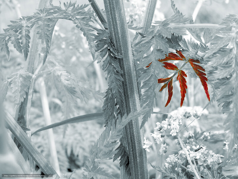 Red leaf on a plant