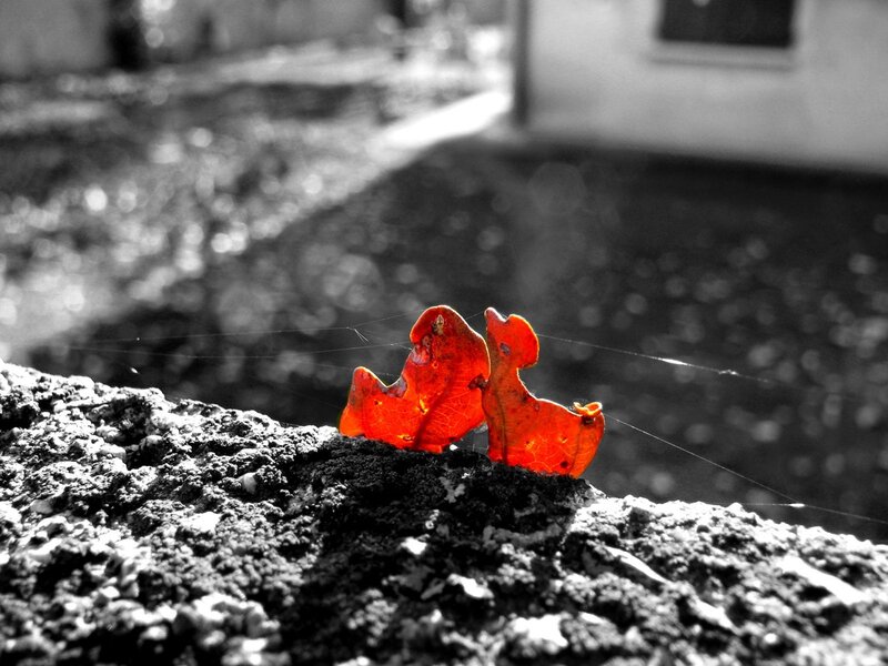 Red leaf on a stone wall