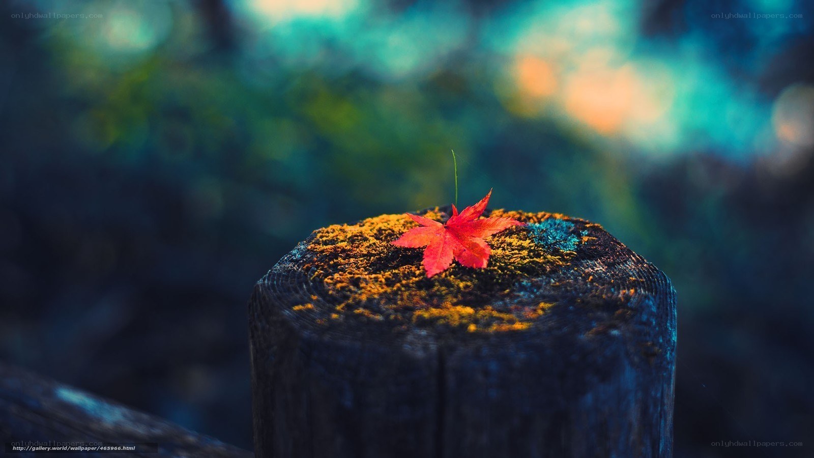 Red leaf on a wooden post