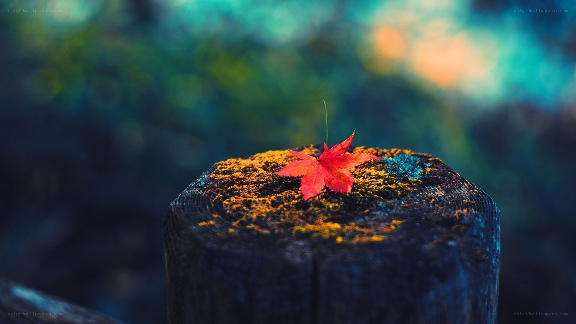 Red leaf on a wooden post