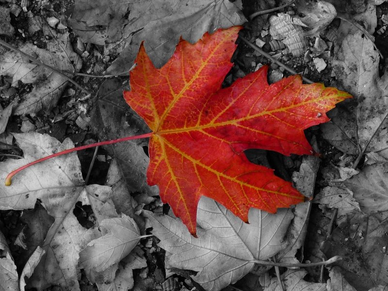 Red leaf on autumn ground