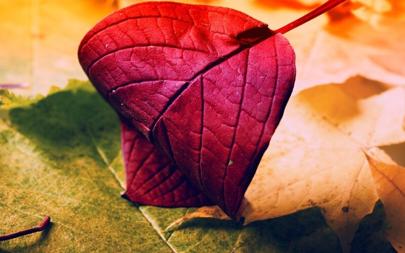 Red Leaf on Autumn Leaves — Dramatic