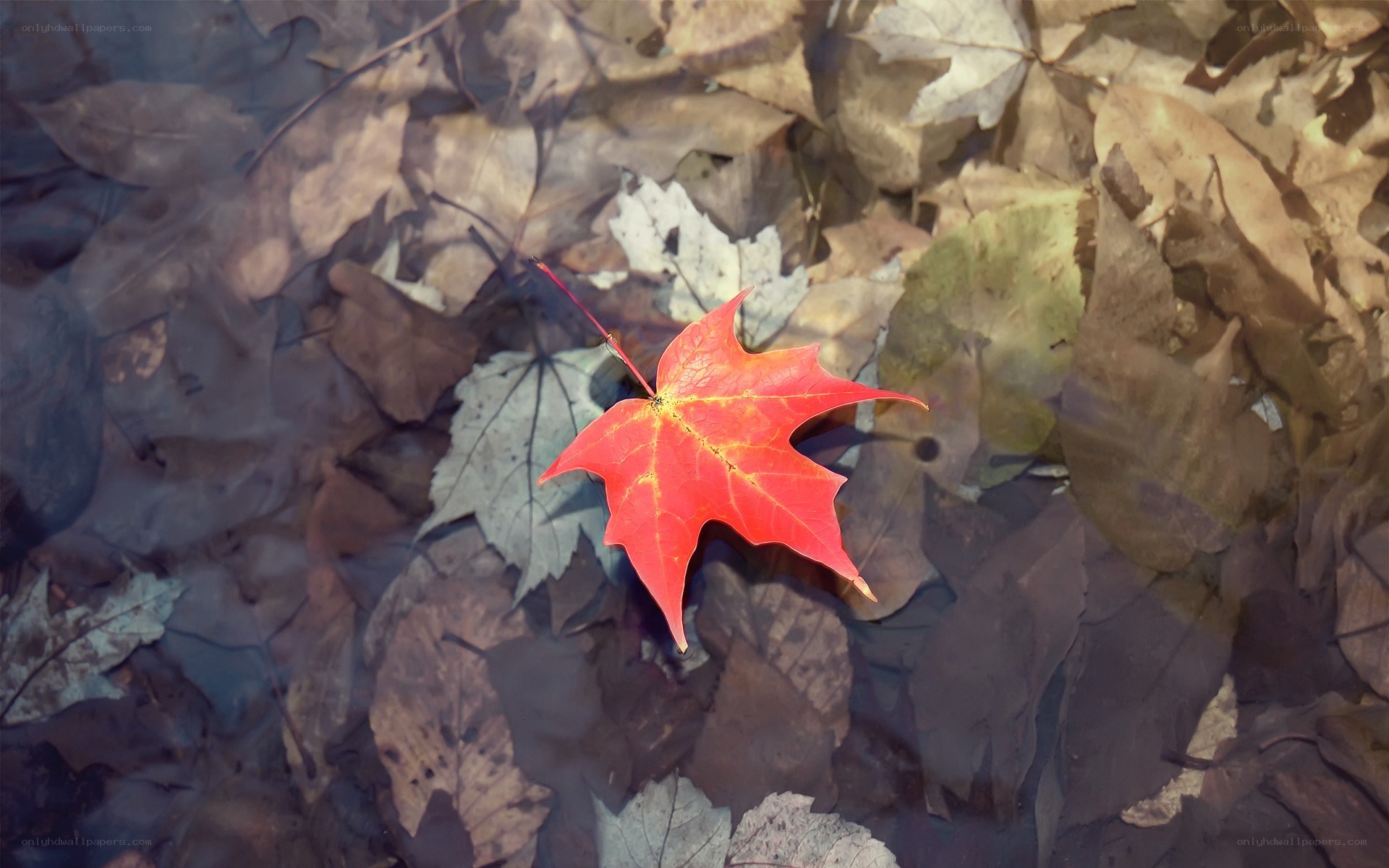 Red leaf on autumn leaves