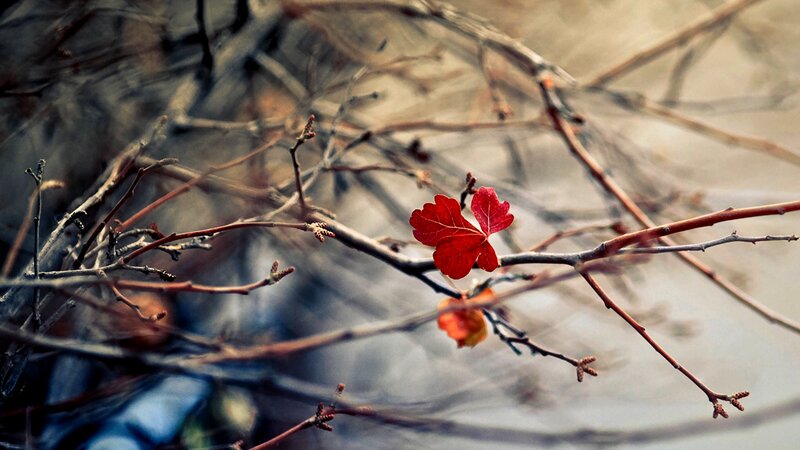 Red Leaf on Bare Branches — Calm