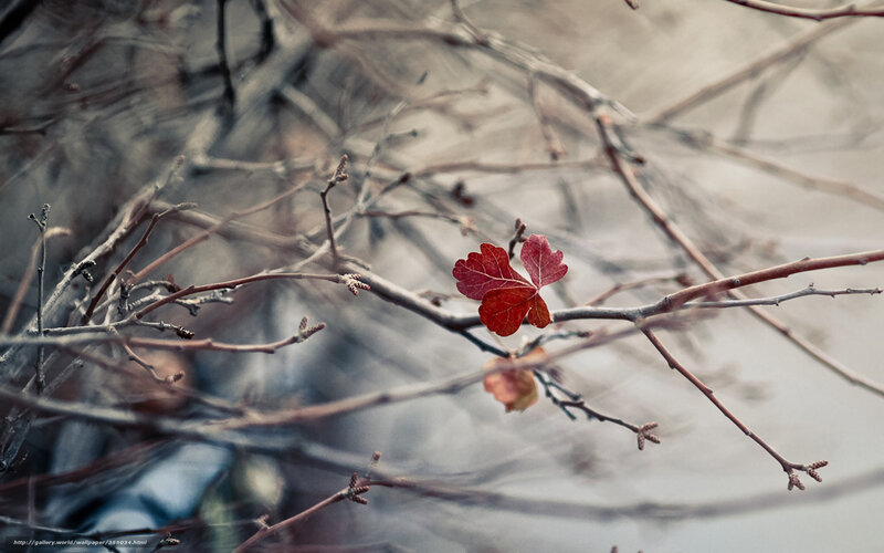 Red leaf on bare branches