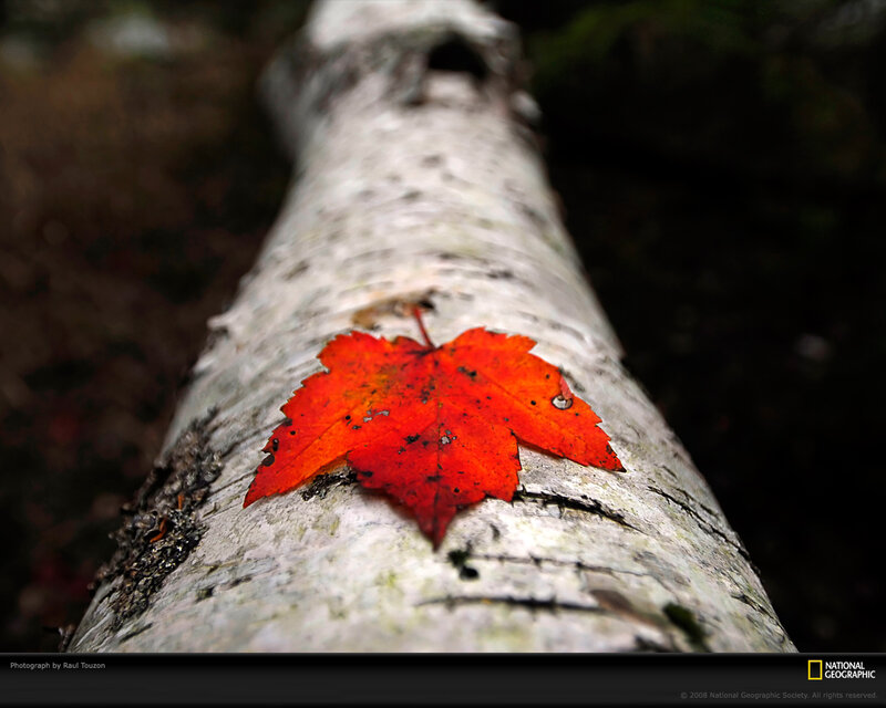 Red Leaf on Birch Log — Serene