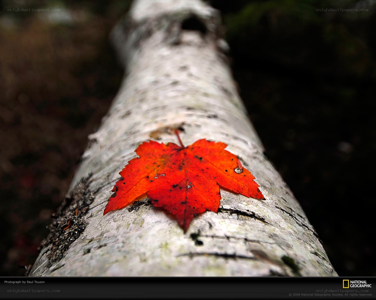 Red leaf on birch log