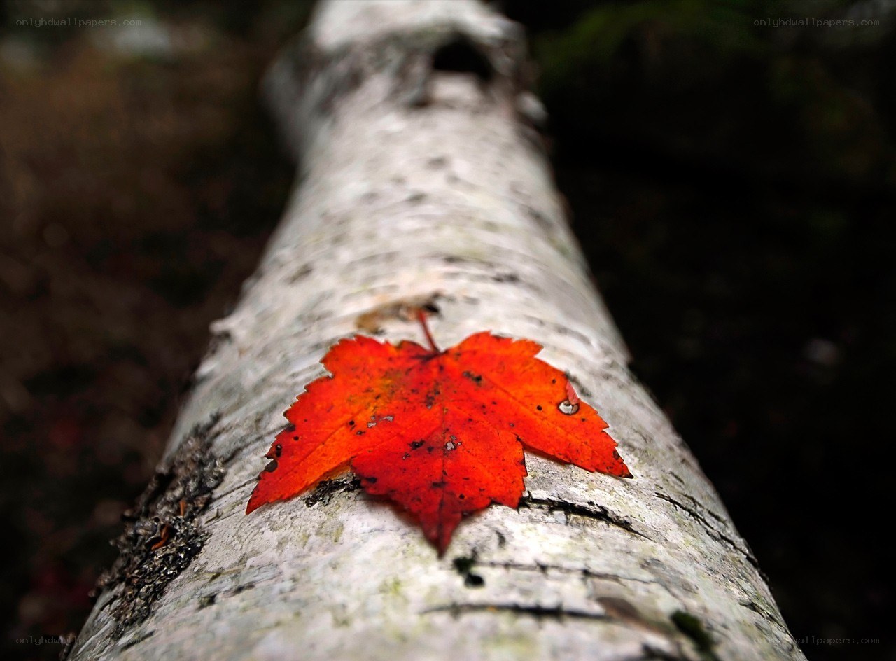red leaf on birch tree