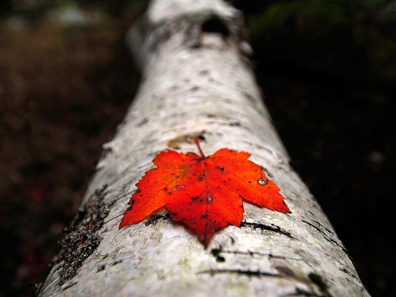 Red leaf on birch tree