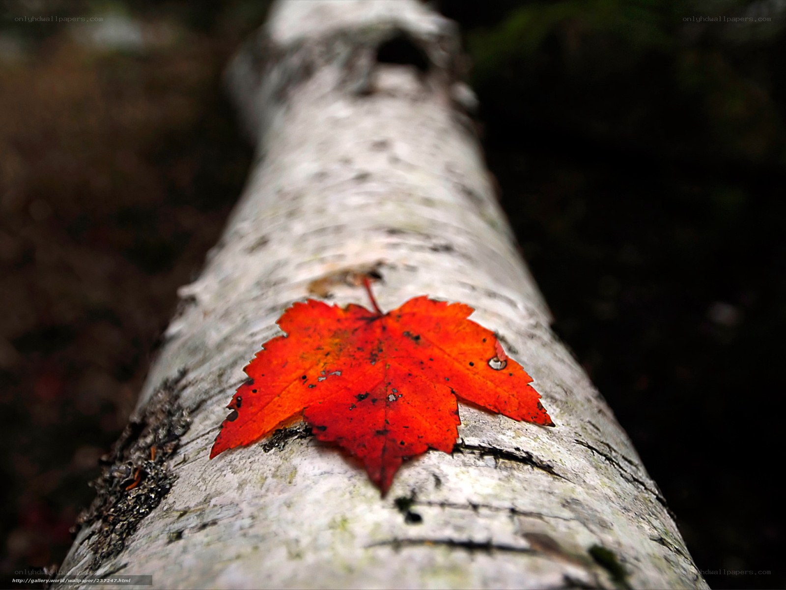 Red leaf on birch tree