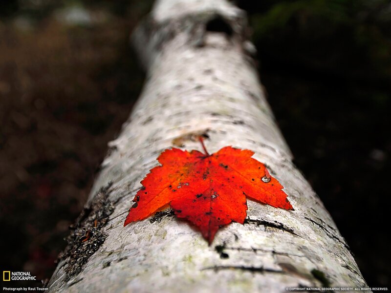 Red Leaf on Birch Trunk