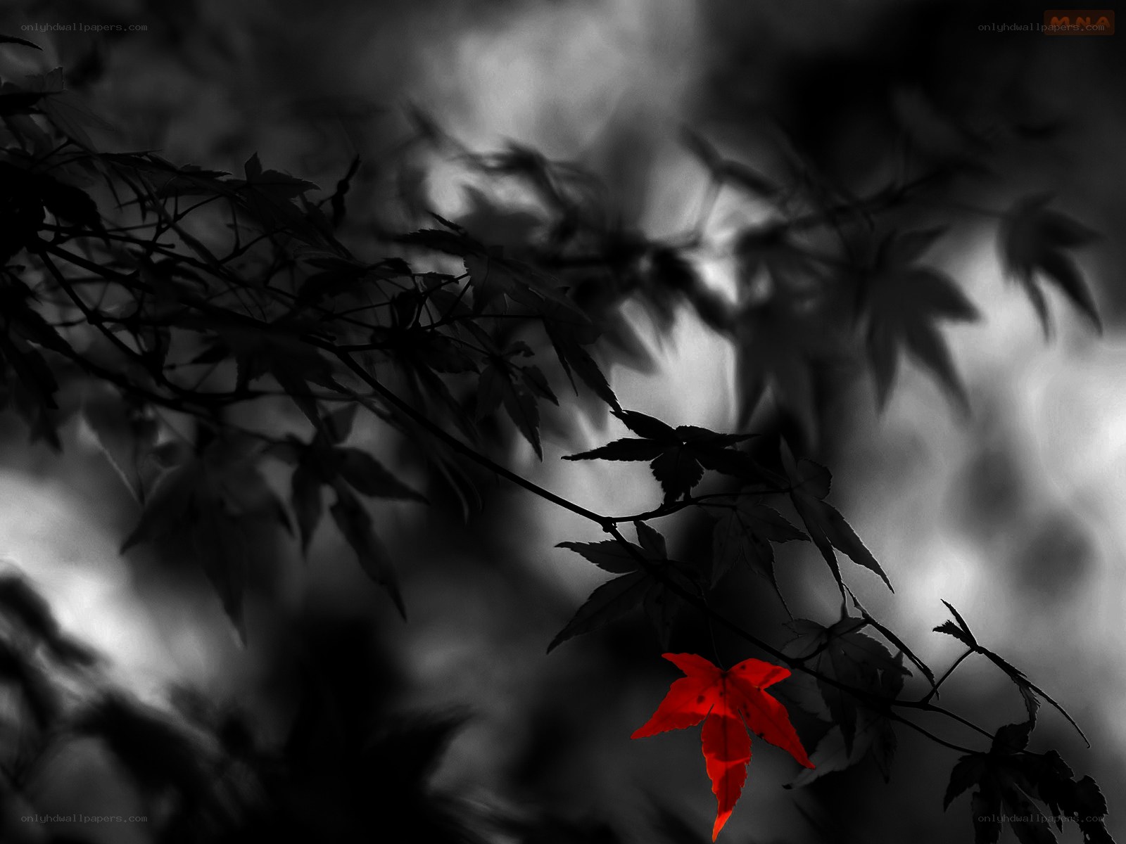 Red leaf on black and white branch