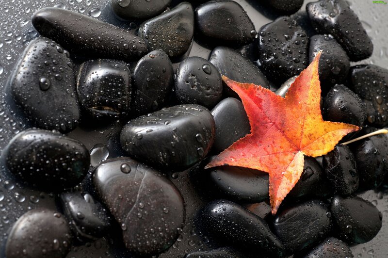 Red Leaf on Black Stones