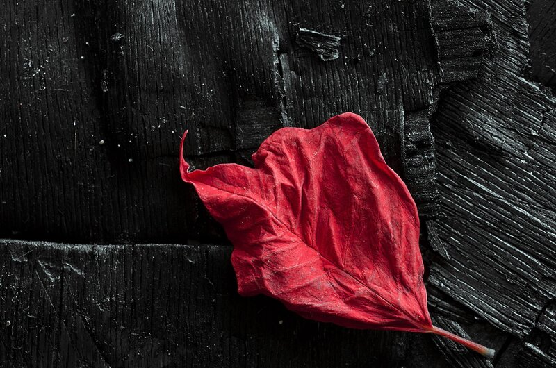 Red Leaf on Black Wood