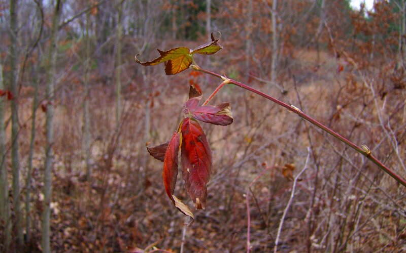 Red Leaf on Branch — Calm, Autumn, Photograph, Forest