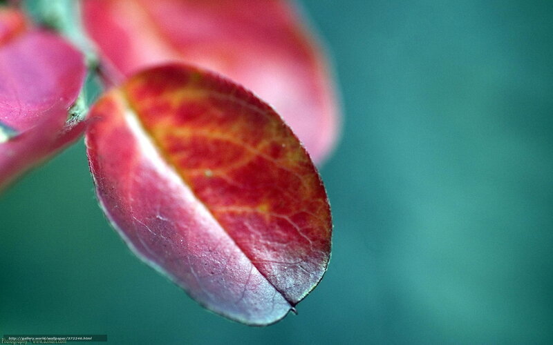 Red Leaf on Branch — Calm, Autumn
