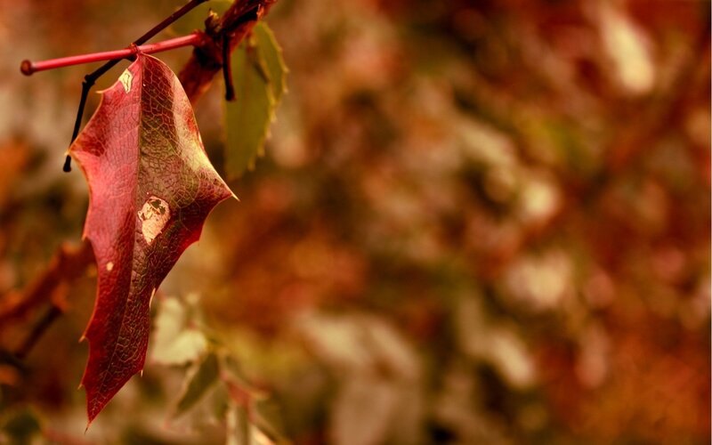 Red Leaf on Branch — Calm