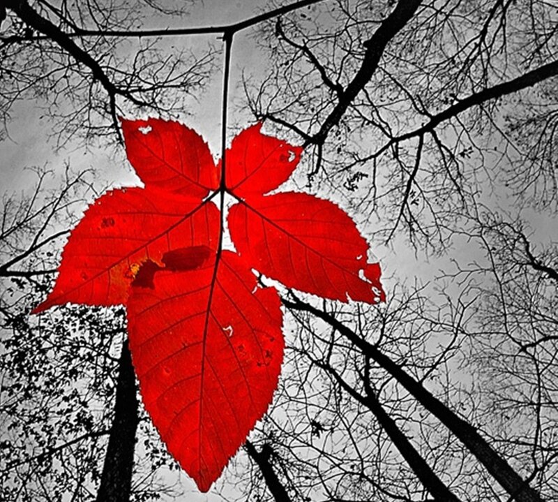 Red Leaf on Branch — Dramatic