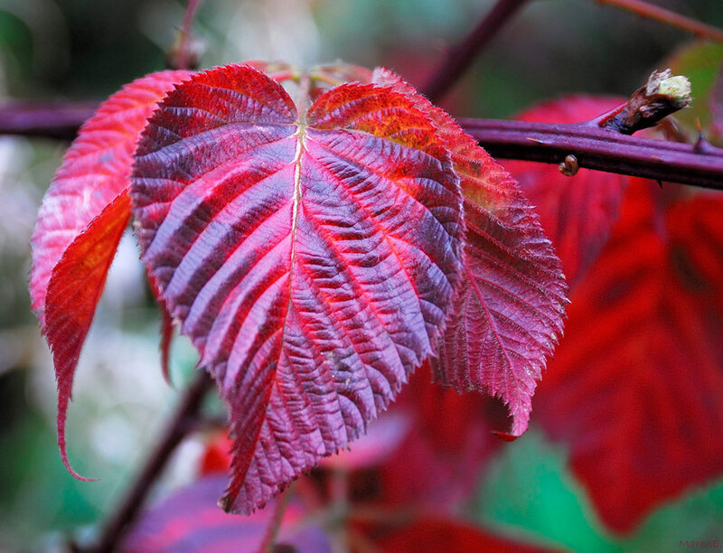 Red Leaf on Branch — Natural