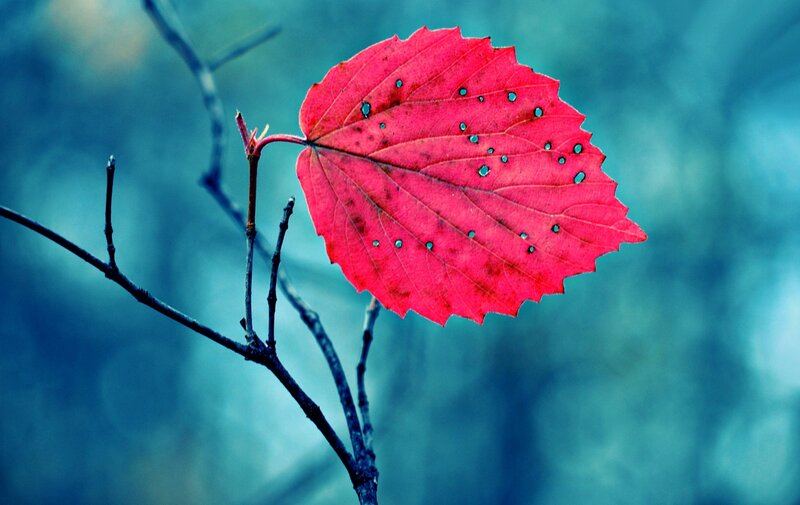 Red Leaf on Branch — Serene, Autumn, Photograph, Background