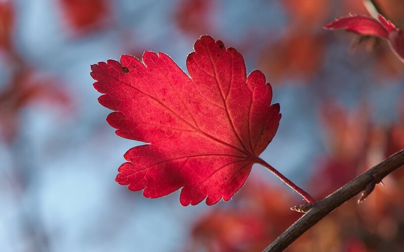 Red Leaf on Branch — Serene, Autumn, Photograph, Sky