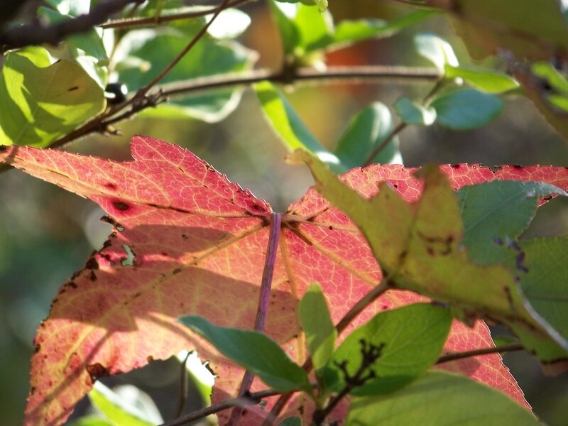 Red Leaf on Branch — Serene, Autumn