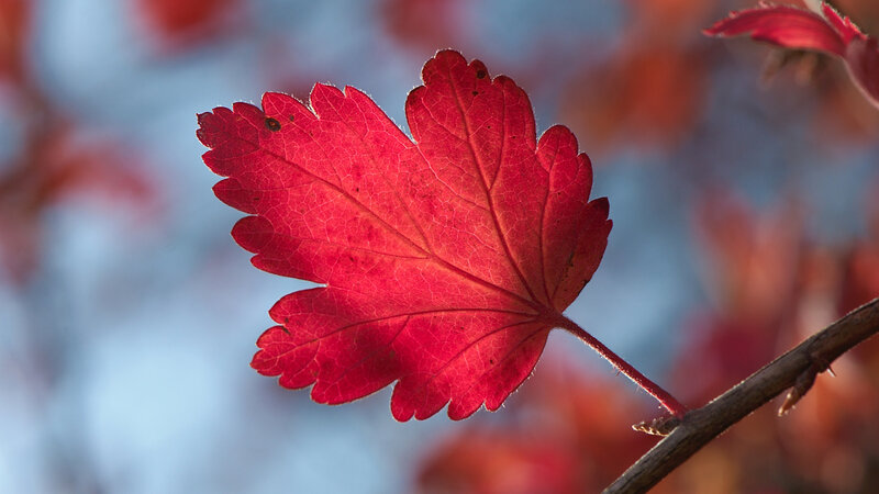 Red Leaf on Branch — Serene