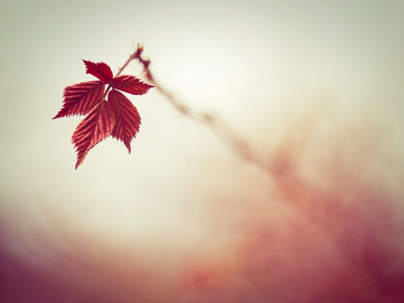 Red Leaf on Branch