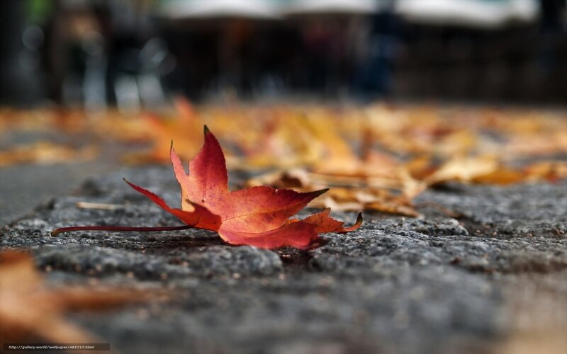 Red leaf on cobblestone