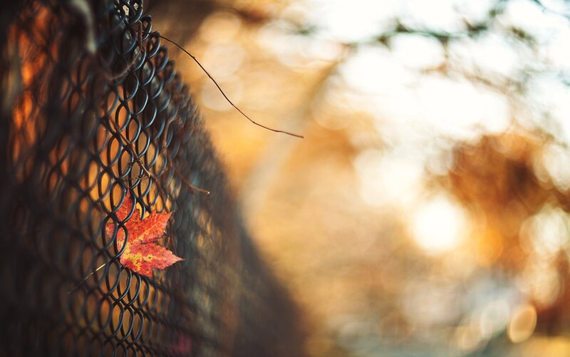 Red Leaf on Fence