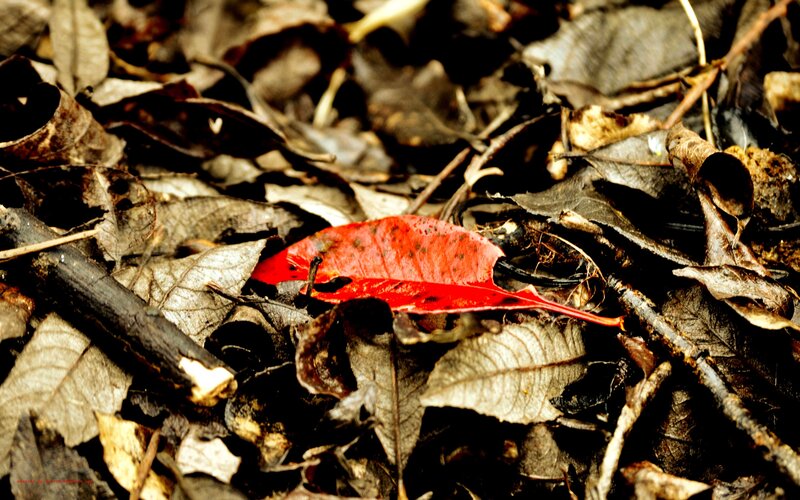 Red leaf on forest floor