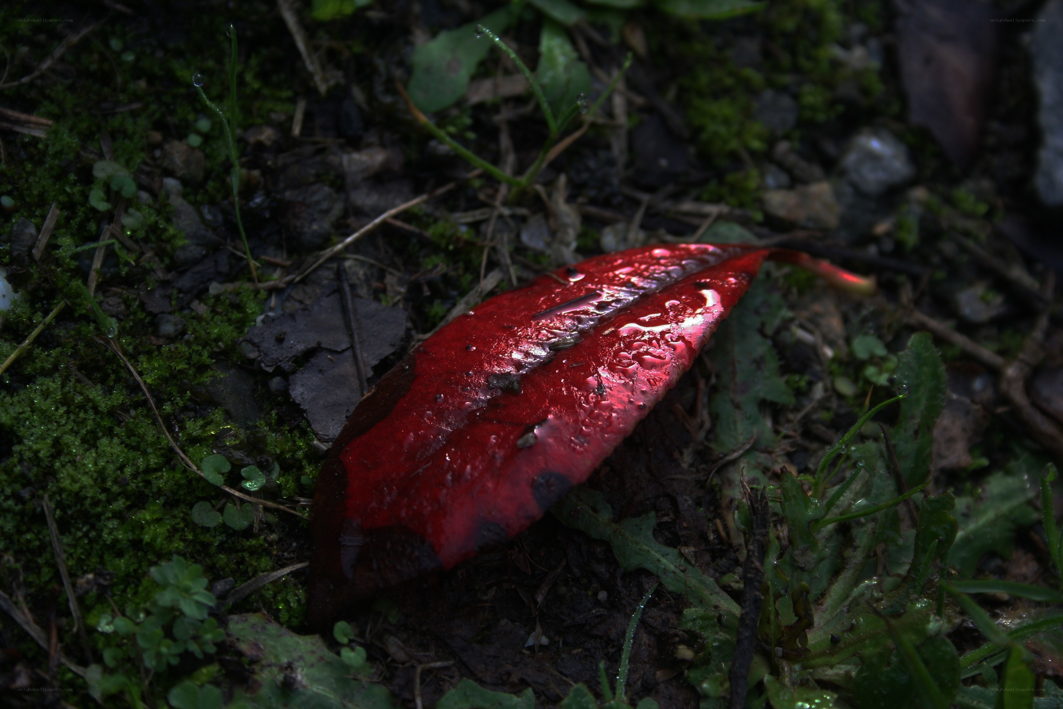 Red leaf on forest floor
