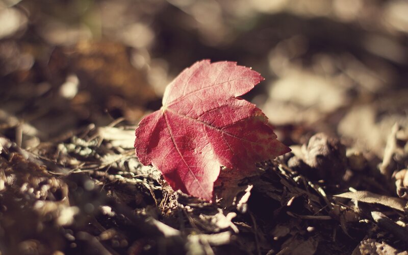 Red leaf on forest floor