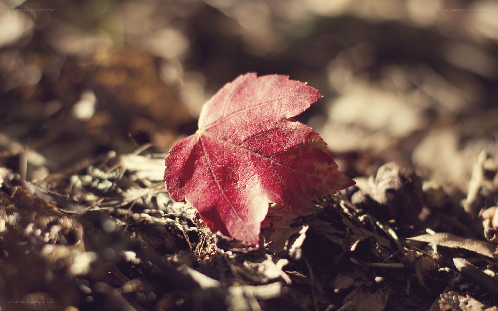 Red leaf on forest floor