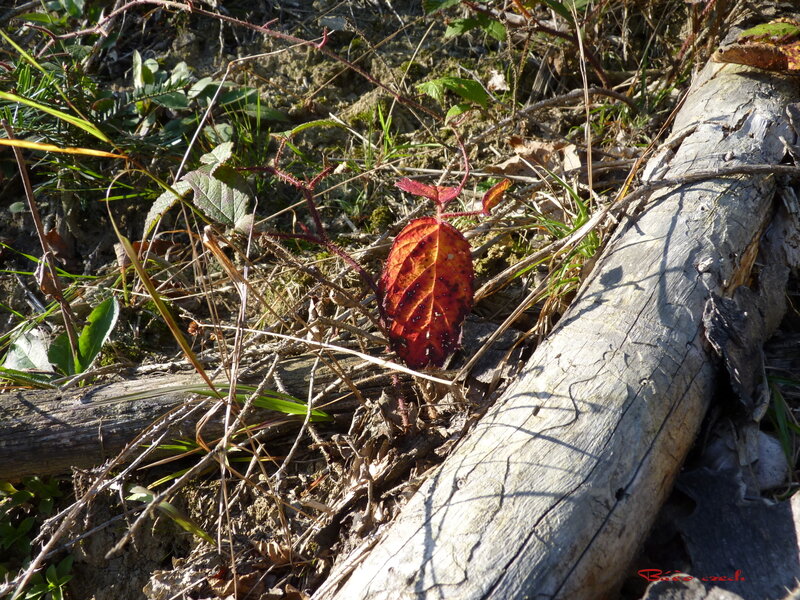 Red Leaf on Forest Floor — Brown