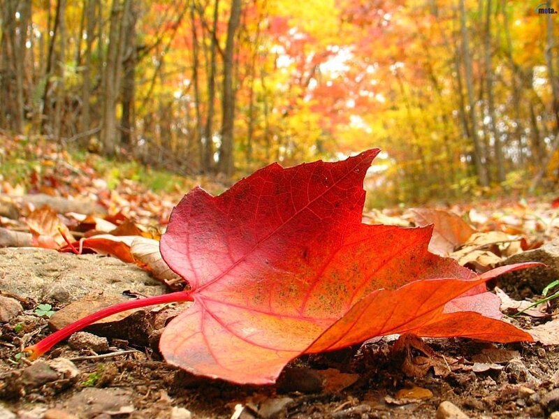 Red Leaf on Forest Floor — Serene, Autumn, Photograph, Rocks