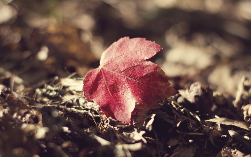 Red leaf on forest floor