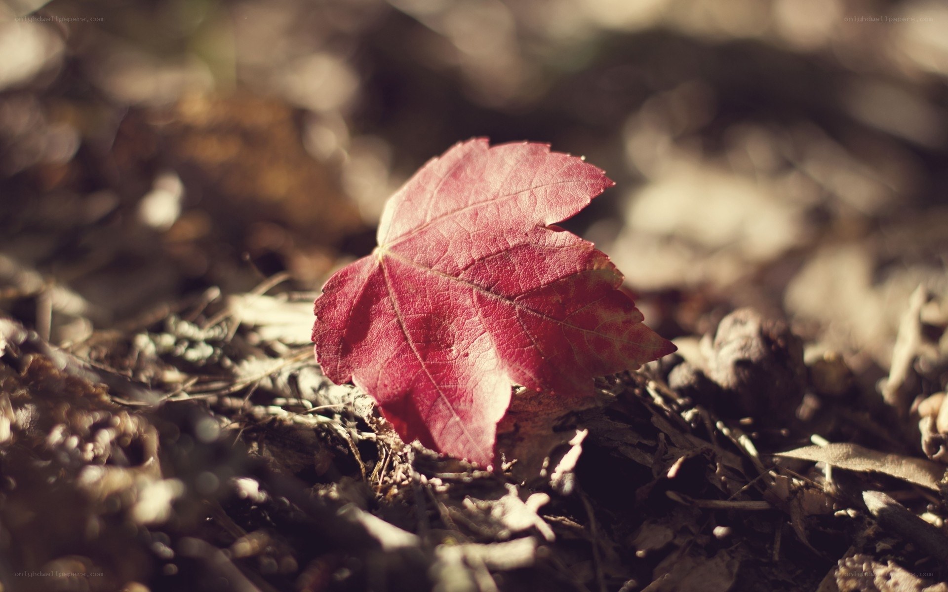 Red leaf on forest floor