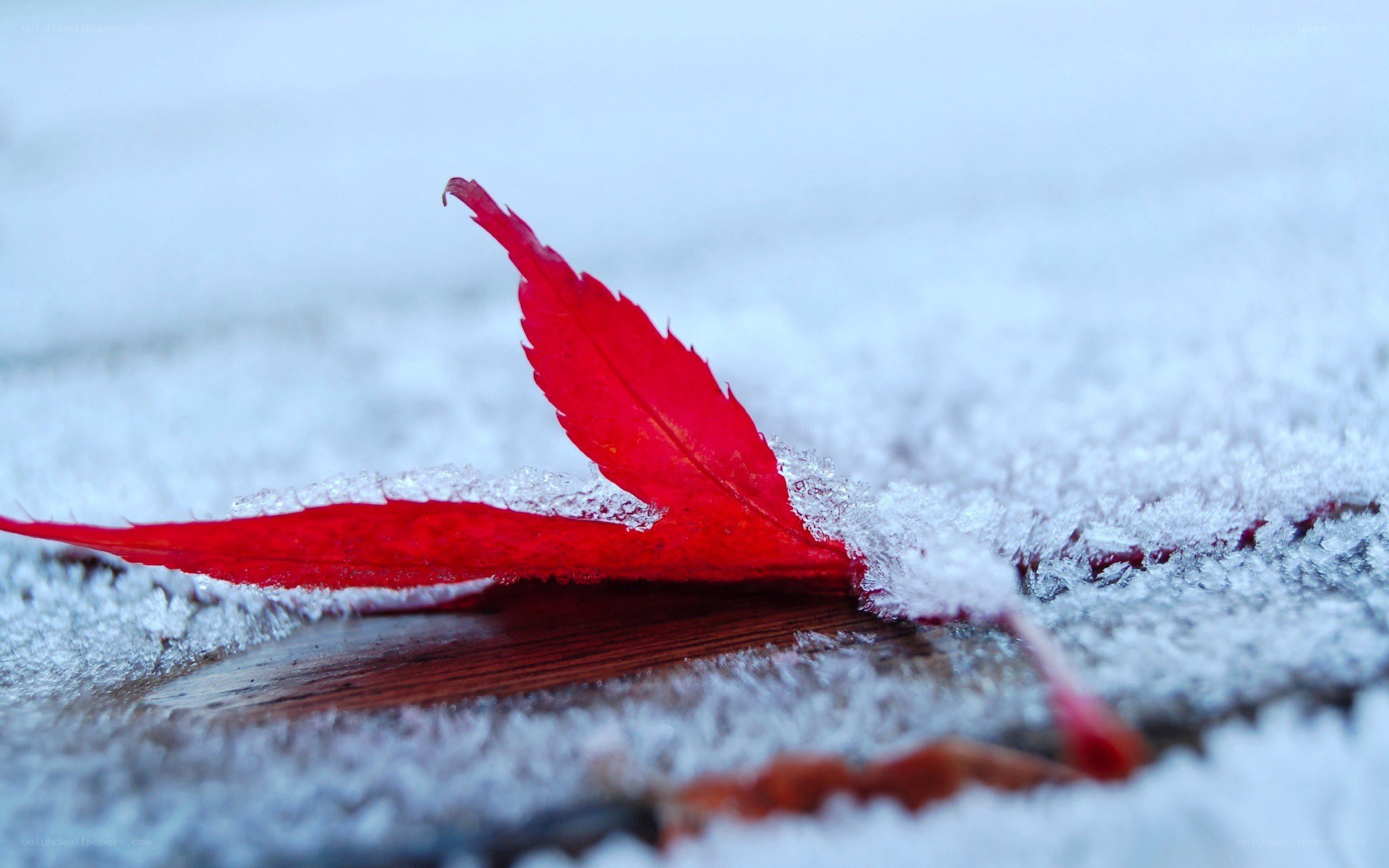 Red leaf on frosty ground