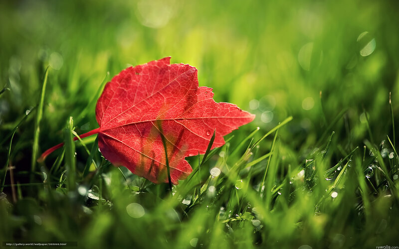 Red Leaf on Grass — Green, Serene, Morning