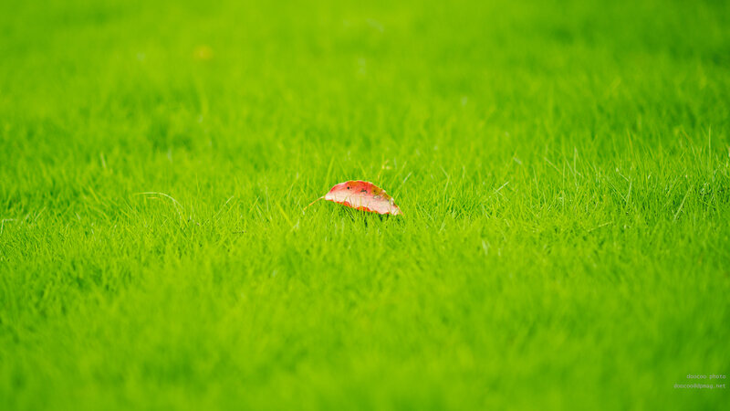 Red Leaf on Grass — Green, Serene, Photograph