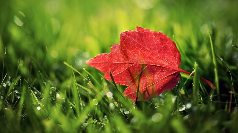 Red Leaf on Grass — Green, Serene