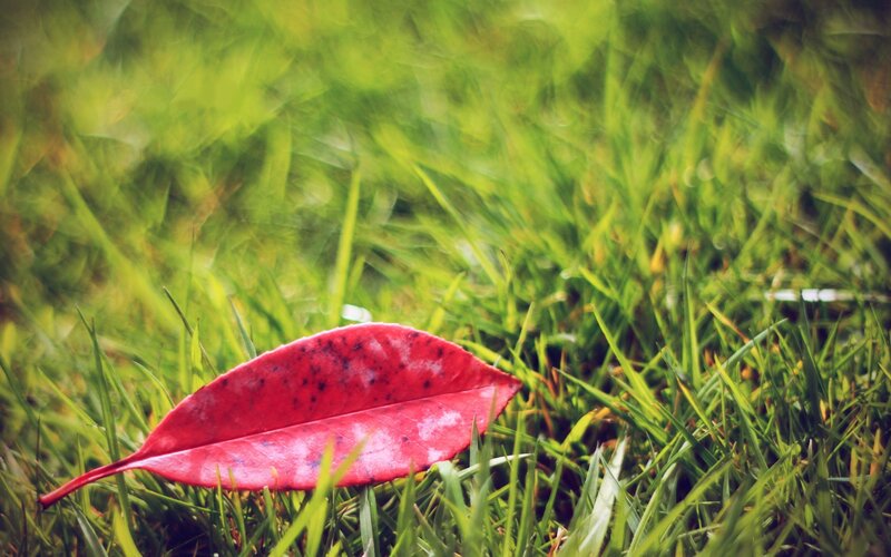 Red Leaf on Grass — Green