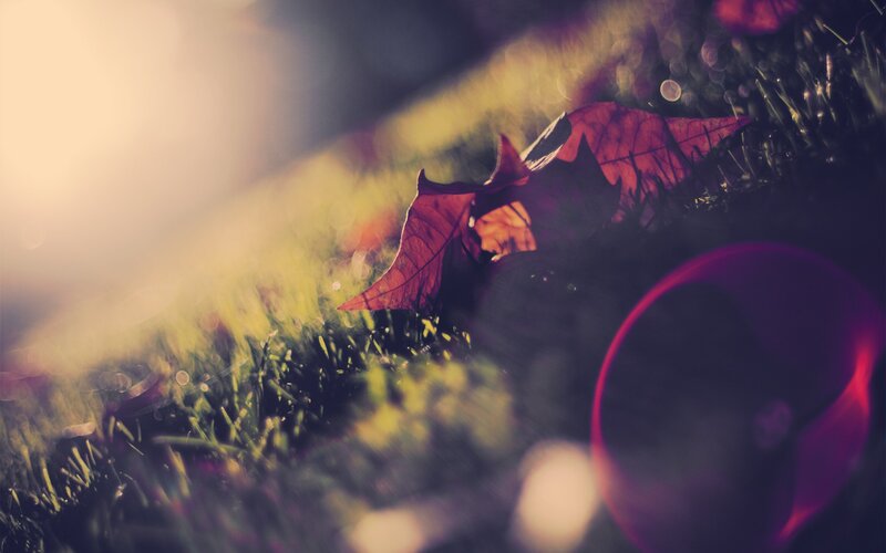 Red Leaf on Grass — Serene, Autumn