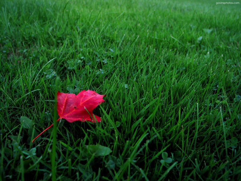Red Leaf on Grass